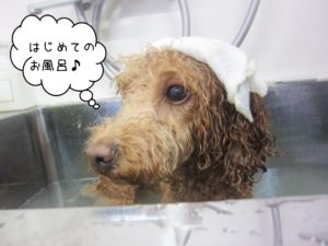 お風呂トイプー