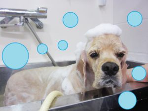 シャンプーAコッカー