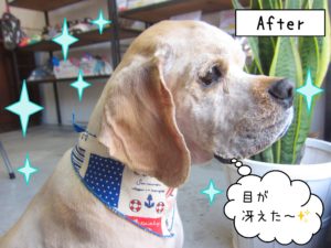 仕上がりAコッカー