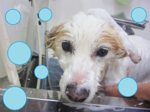 シャンプーミックス