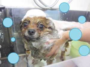 シャンプーポメ