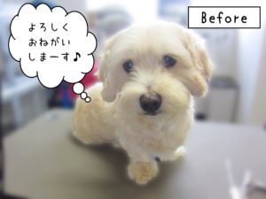 よろしくミックス