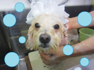 シャンプーミックス