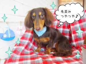 仕上がりダックス