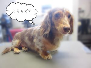 よろしくダックス