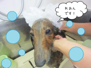 シャンプーダックス