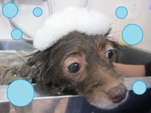 シャンプーミックス