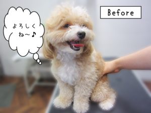 よろしくミックス