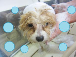 シャンプーミックス