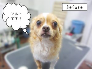 よろしくチワワ