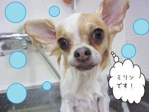 シャンプーチワワ