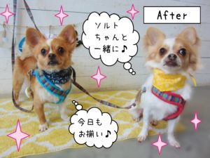 仕上がりチワワ