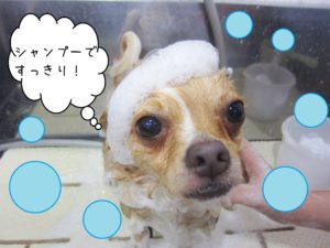 シャンプーチワワ