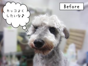 よろしくMシュナ