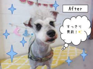 仕上がりMシュナ