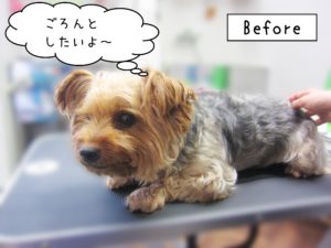 よろしくヨーキー