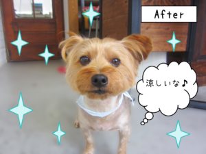 仕上がりヨーキー