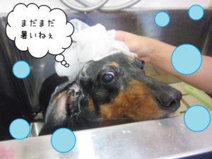 シャンプーダックス