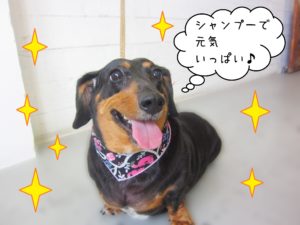 仕上がりダックス