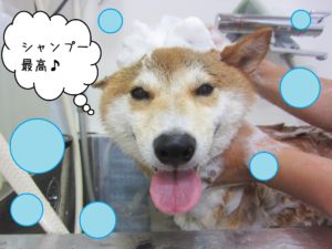 シャンプーしば