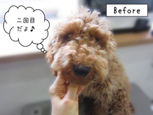 よろしくトイプー