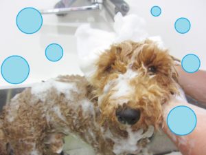 シャンプートイプー