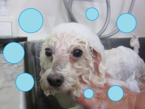 シャンプートイプー