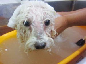 お風呂トイプー