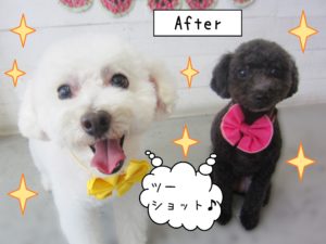 仕上がりトイプー