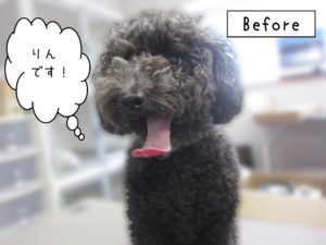 よろしくトイプー