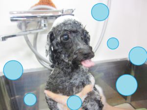 シャンプートイプー