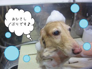 シャンプーダックス