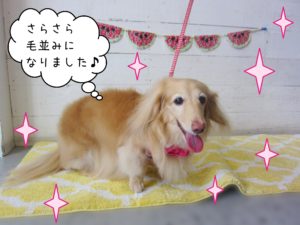 仕上がりダックス