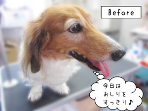 よろしくダックス