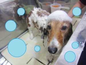 シャンプーダックス