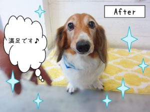 仕上がりダックス