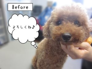 よろしくトイプー