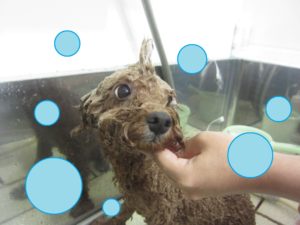 シャンプートイプー