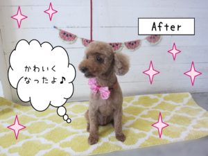 仕上がりトイプー