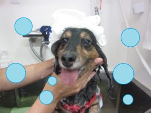 シャンプーダックス