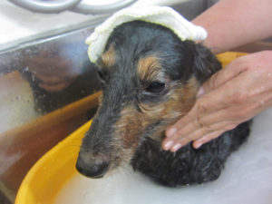 お風呂ダックス