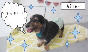 仕上がりダックス