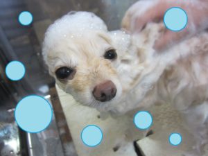シャンプーポメ