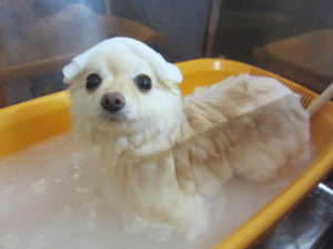 お風呂ポメ