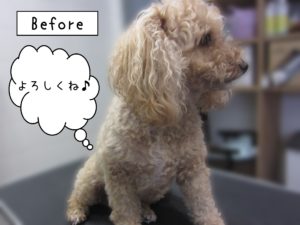 よろしくトイプー