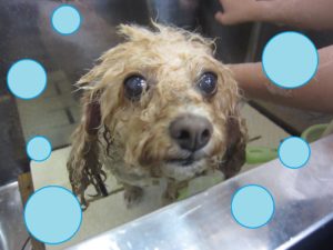 シャンプートイプー