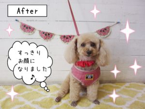 仕上がりトイプー