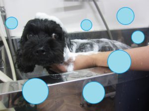 シャンプーミックス