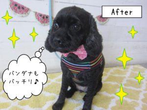 仕上がりミックス