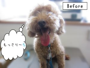 よろしくトイプー